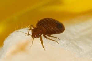 Bed Bugs - Removal Service in Norfolk MA