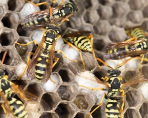 Bee / Yellow Jacket Removal in Framingham MA