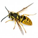 Yellow jacket