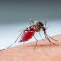 Mosquito on arm