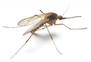 Mosquito Treatment for Yard - Needham MA