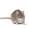 A mouse in front of a white background