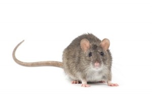 Mice - Pest Control Services in Walpole MA