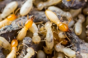 Termite Extermination in Westwood MA