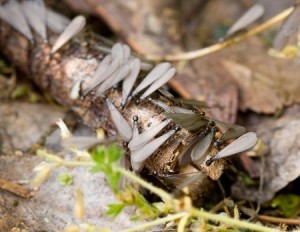 Termite Services in Westwood MA