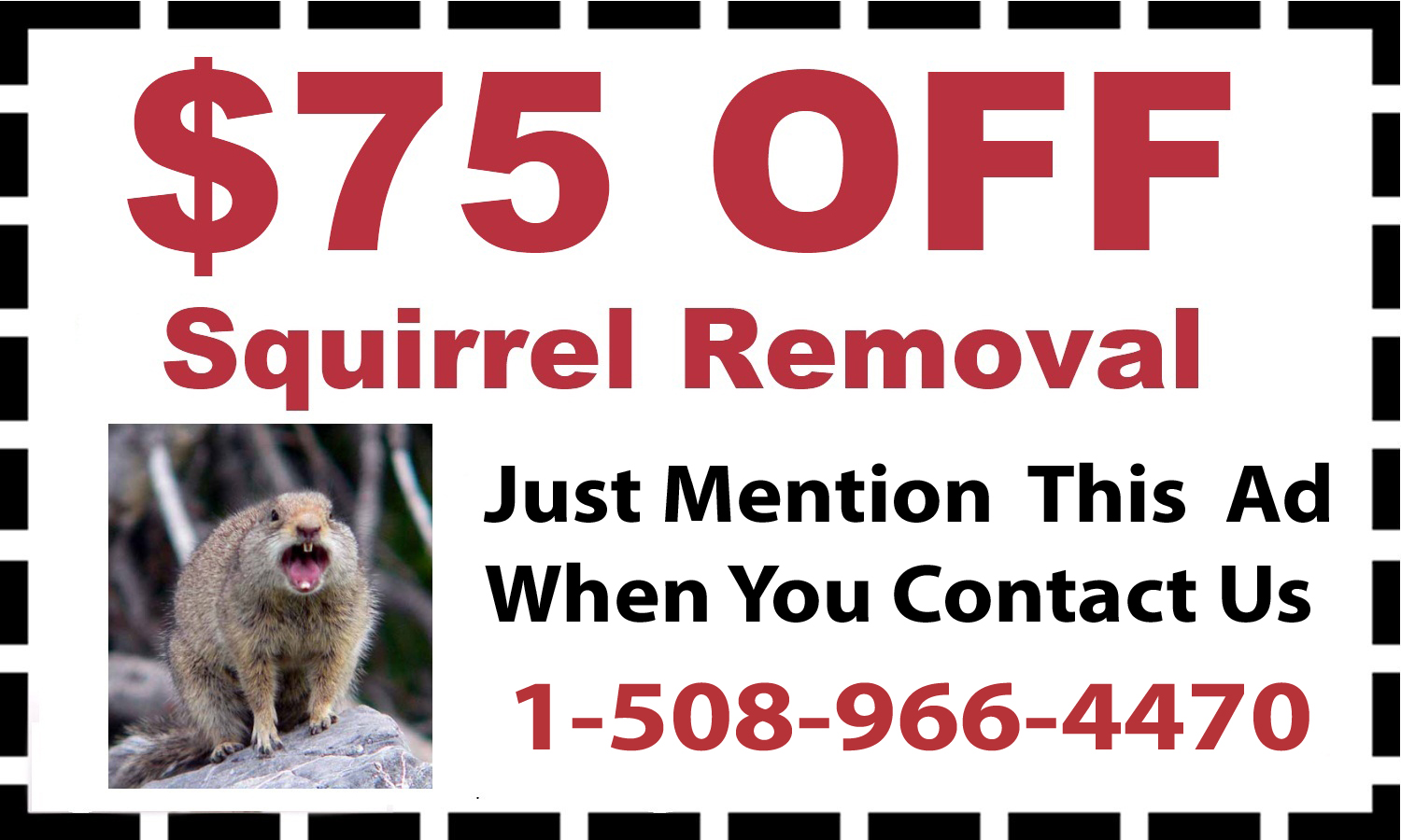 Squirrel Removal Coupon Squirrel Removal Cumberland, MA