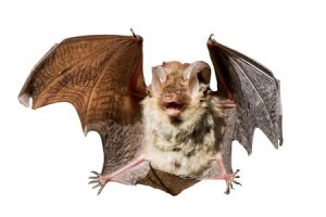 Bat Removal - Foxborough MA
