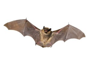 Removal Services in Natick MA - Bats