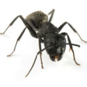 A close up picture of an ant