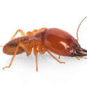 A close up look at a termite