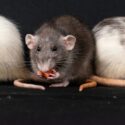 Rat