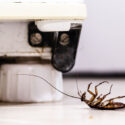 Dead cockroach behind a fridge