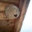 many Wasps have built a large wasp nest under a wooden roof