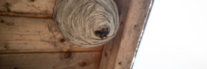 many Wasps have built a large wasp nest under a wooden roof