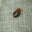 Bedbug crawling on sheets