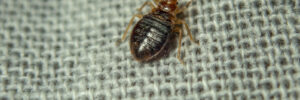 Bedbug crawling on sheets