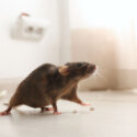 Brown rat on floor indoors.
