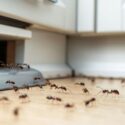 Ants moving around in the kitchen of a home