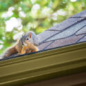 Squirrel on the edge of a roof on a residential property