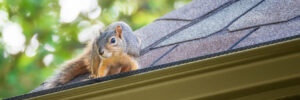 Squirrel on the edge of a roof on a residential property