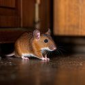 Brown mouse on the floor of a home