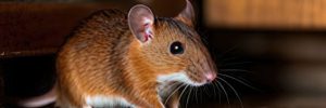 Brown mouse on the floor of a home