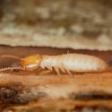 Close up of a termite exploring damaged wood near a home
