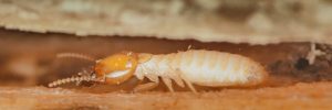 Close up of a termite exploring damaged wood near a home