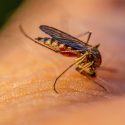 A mosquito on the arm of an adult male