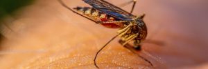A mosquito on the arm of an adult male