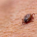Tick on human skin