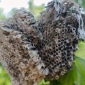 Wasp nest in nature