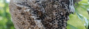 Wasp nest in nature