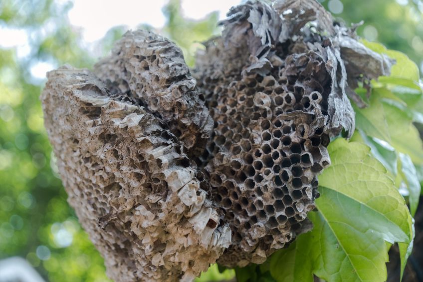 Wasp nest in nature