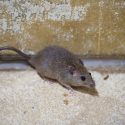 Small brown rat in crawl space of an attic