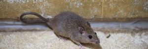 Small brown rat in crawl space of an attic