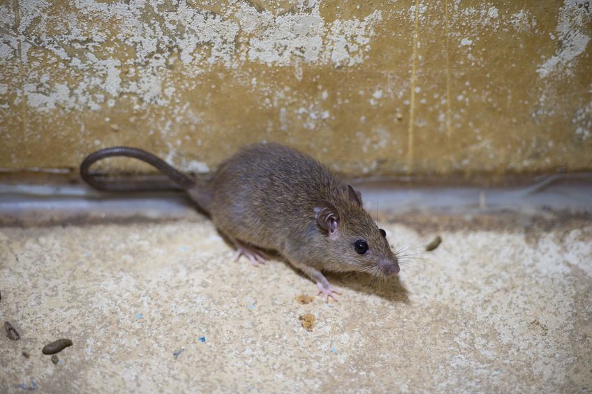 Small brown rat in crawl space of an attic